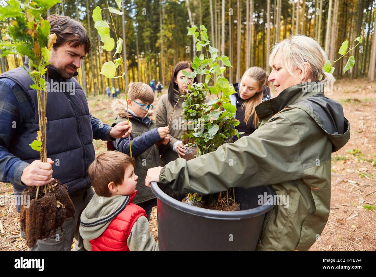 Volunteers and foresters with young trees for reforestation in the forest Stock Photo