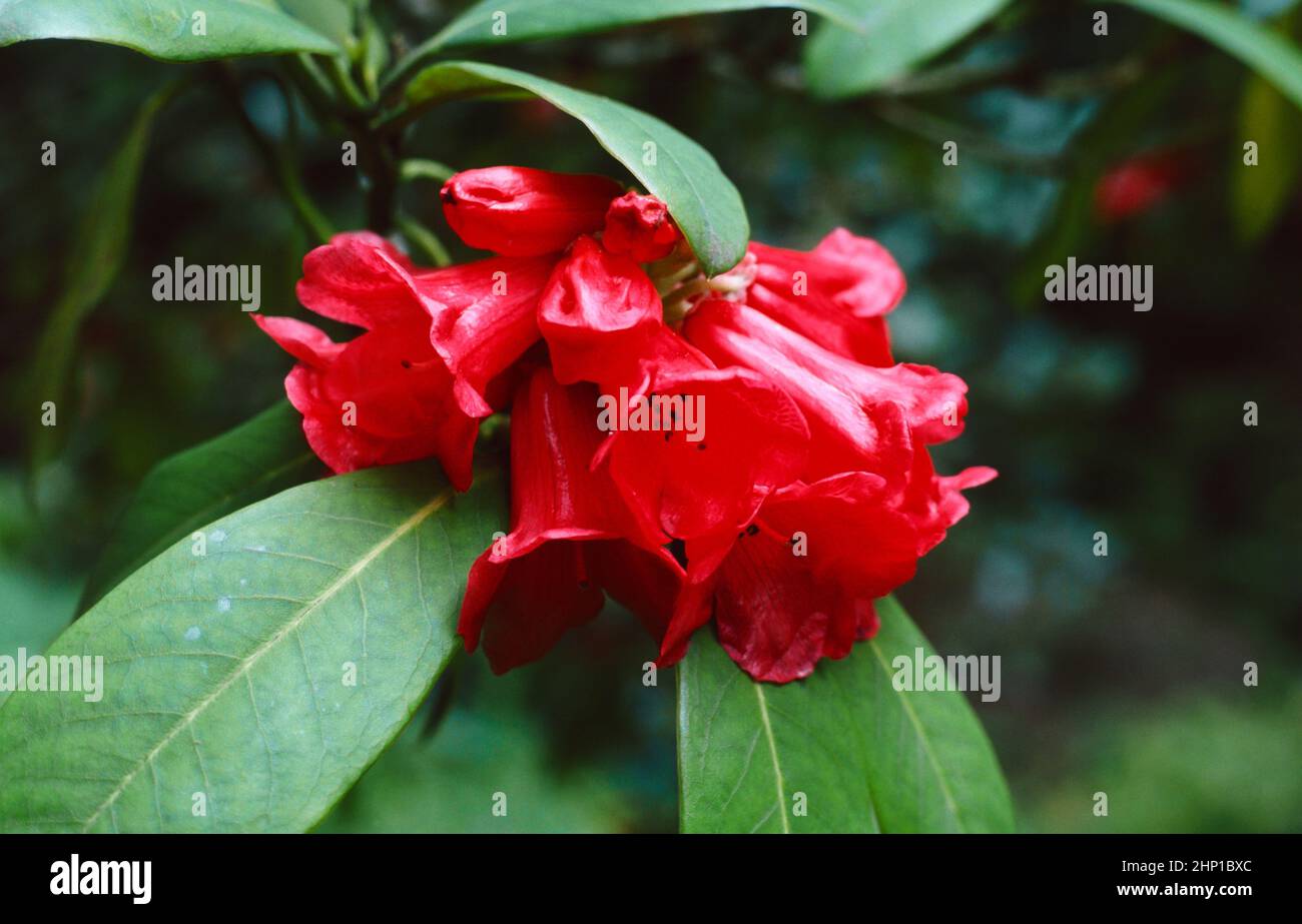 Rhododendron Facetum with bright red flowers Stock Photo