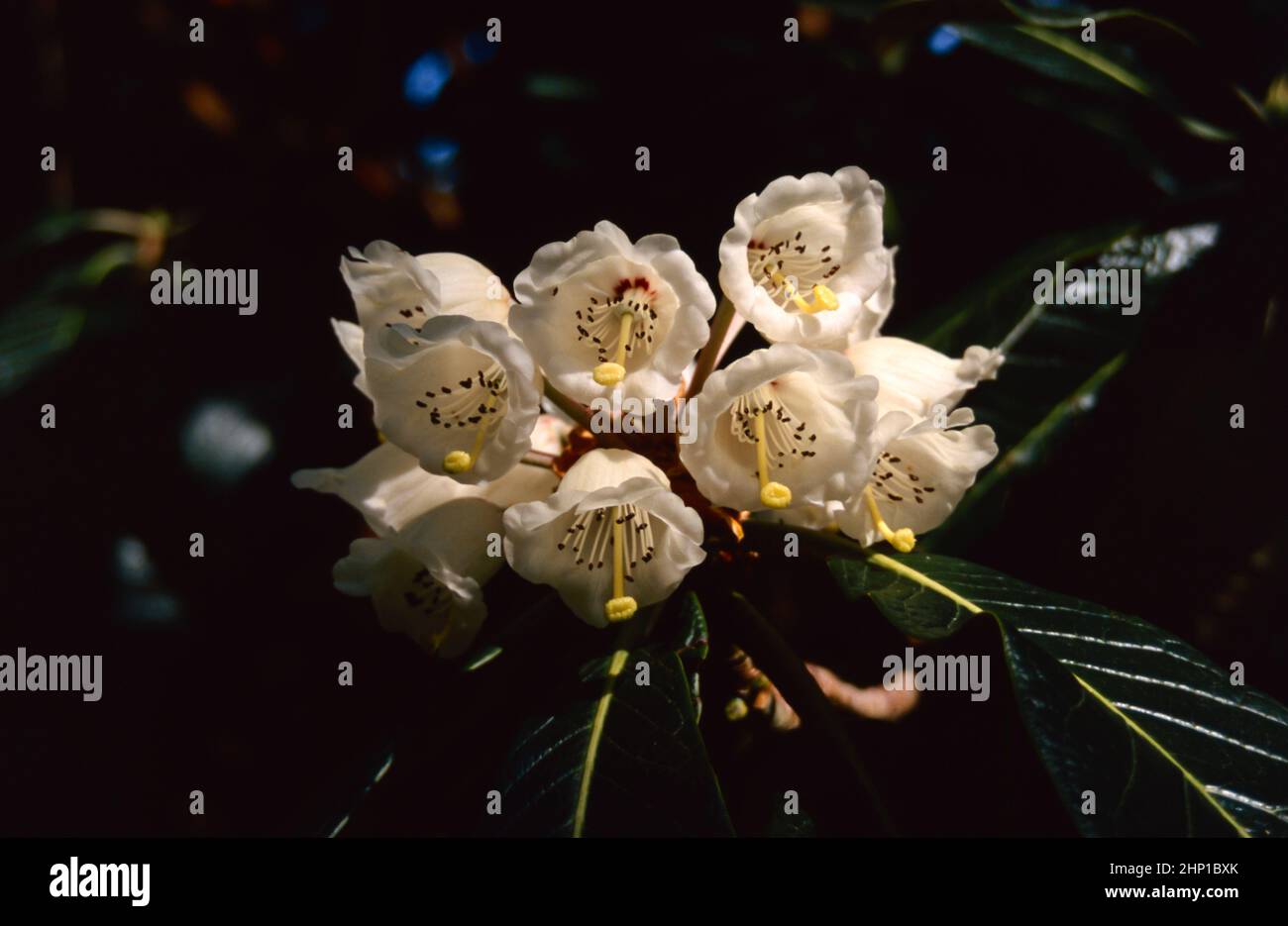 Rhododendron Falconeri with cream flowers and large leaves Stock Photo