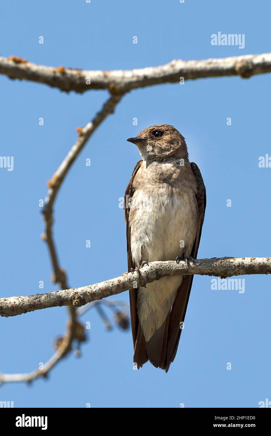 A northern rough winged swallow perched on a small branch by Fernan Lake in North idaho. Stock Photo