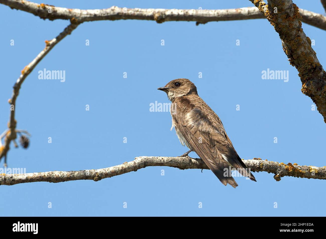 A northern rough winged swallow perched on a small branch by Fernan Lake in North idaho. Stock Photo