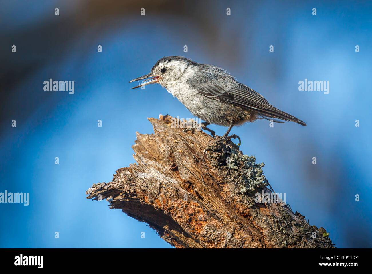 A small nuthatch songbird is perched on a tree branch at Turnbull