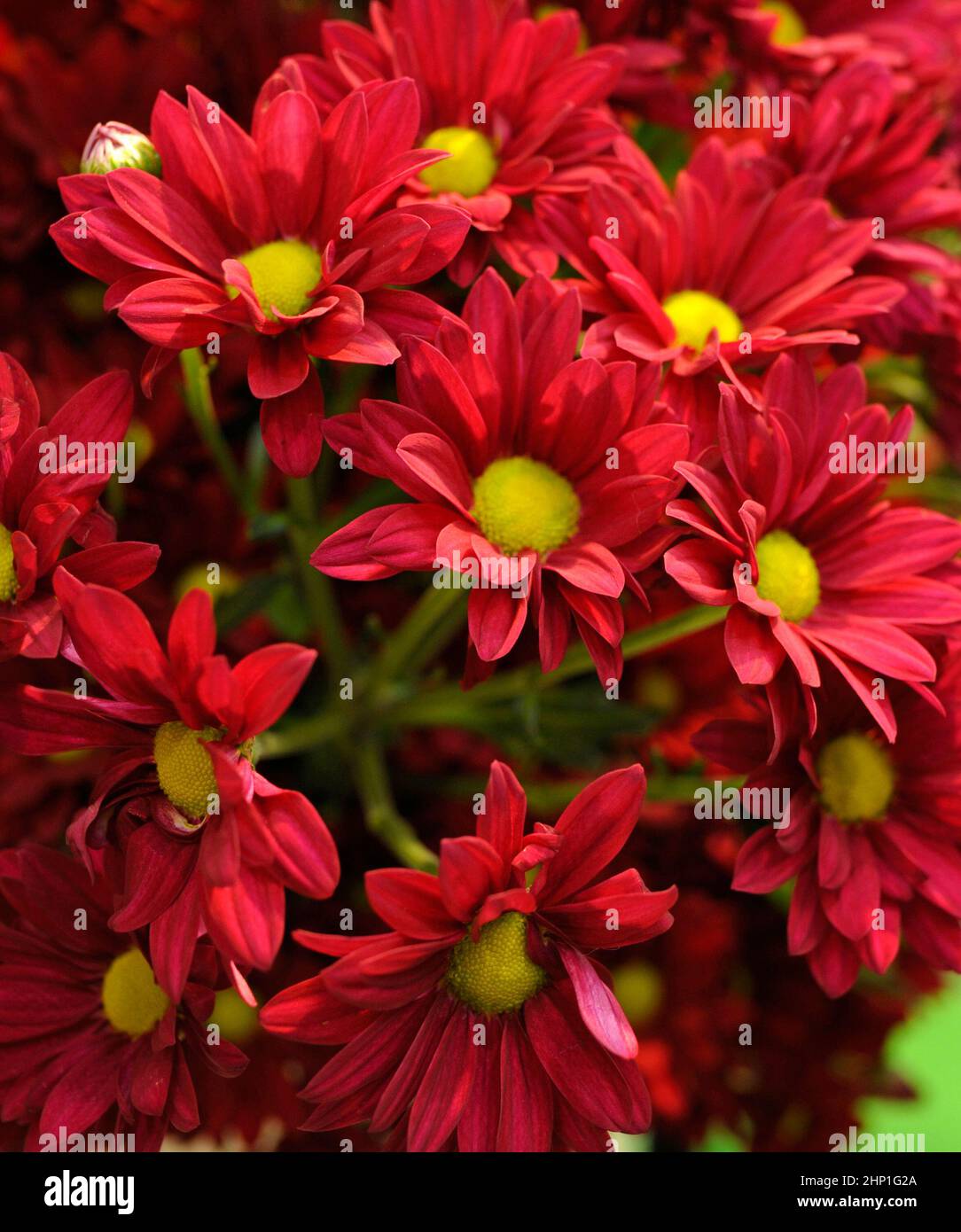Chrysanthemums greenhouse hi-res stock photography and images - Alamy