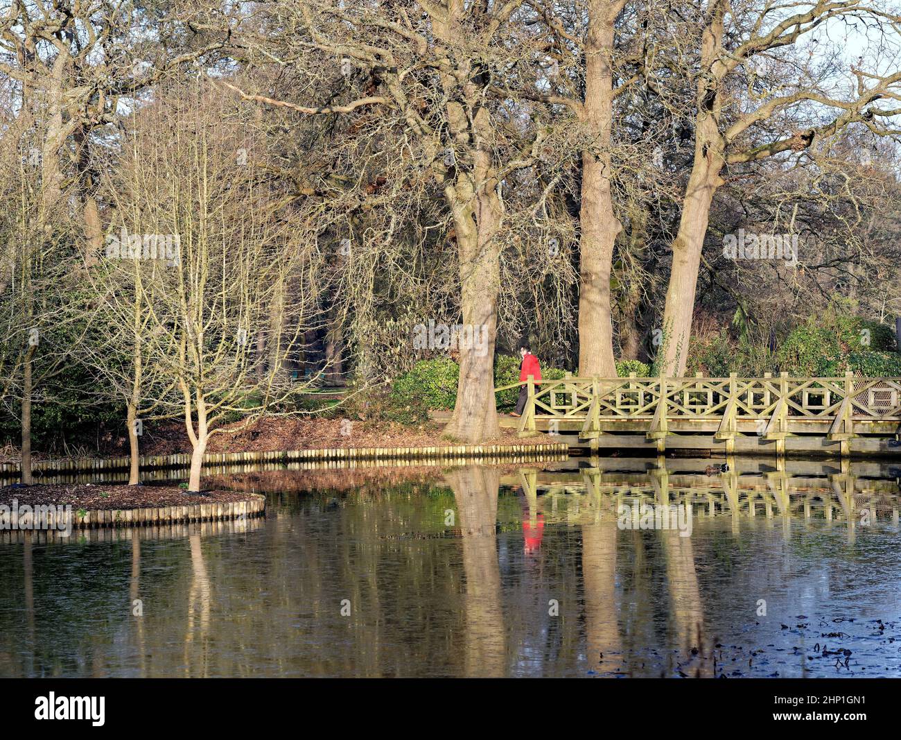 A male figure in a red jacket walking across a wooden bridge over lake in the Royal Horticultural Gardens at Wisley on a winters day Surrey England UK Stock Photo