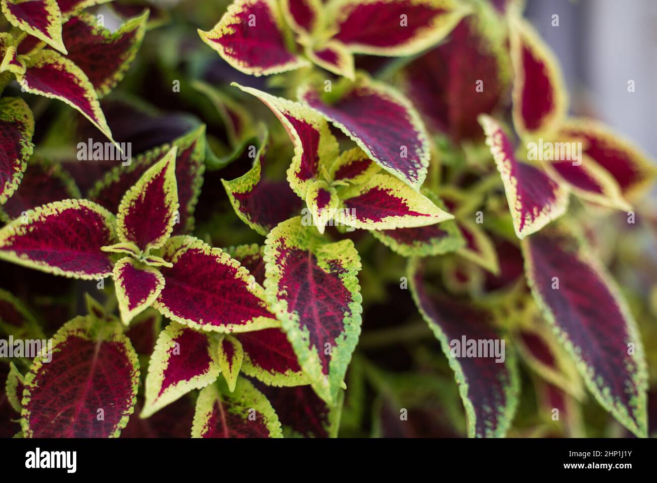 Plectranthus scutellarioides, coleus or Miyana or Miana leaves or in latin Coleus Scutellaricides plant, a traditional herbs remedies. Stock Photo