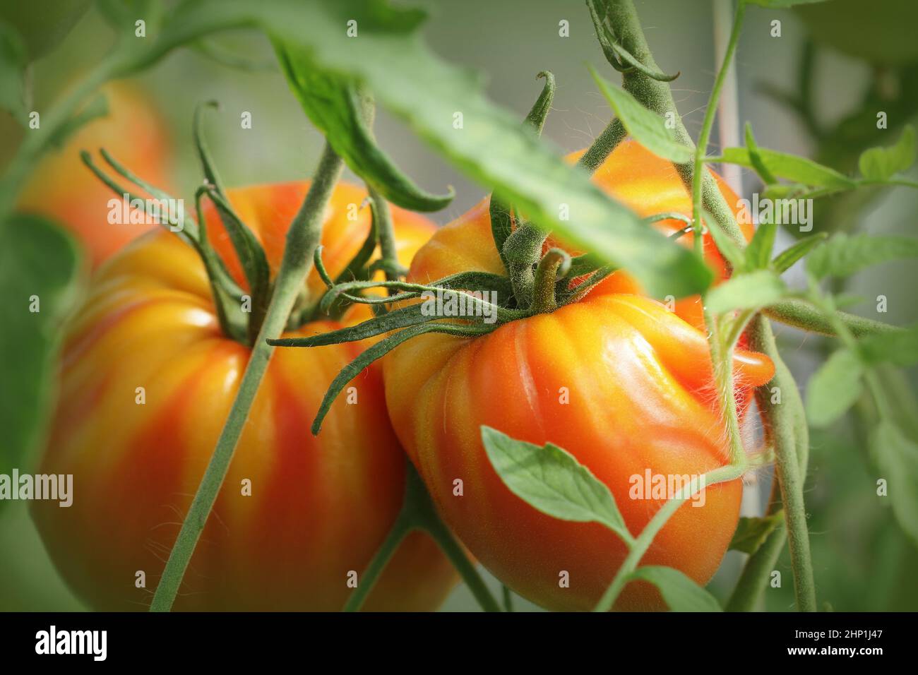 Big red tomatoes growing in a greenhouse ready to pick Stock Photo - Alamy