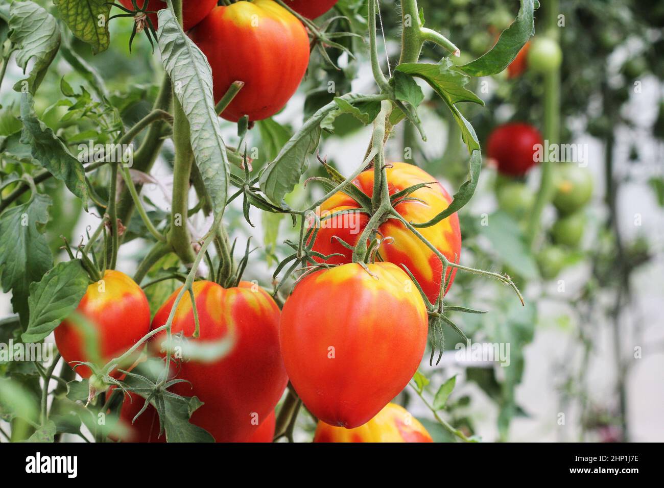 Big red tomatoes growing in a greenhouse ready to pick Stock Photo - Alamy