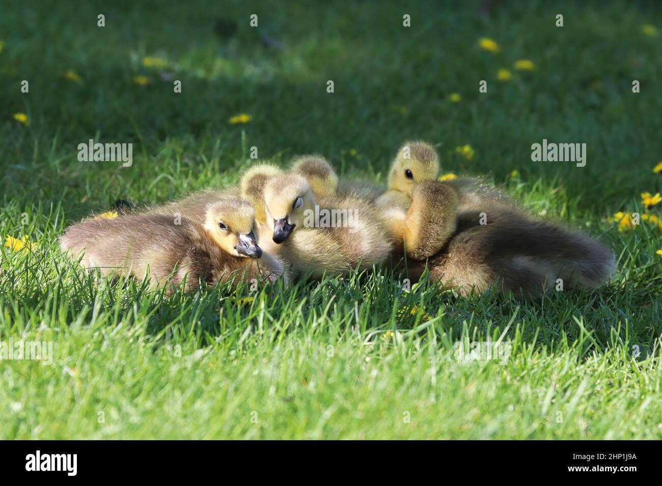 A group of Canada Geese Goslings cuddle together. Stock Photo