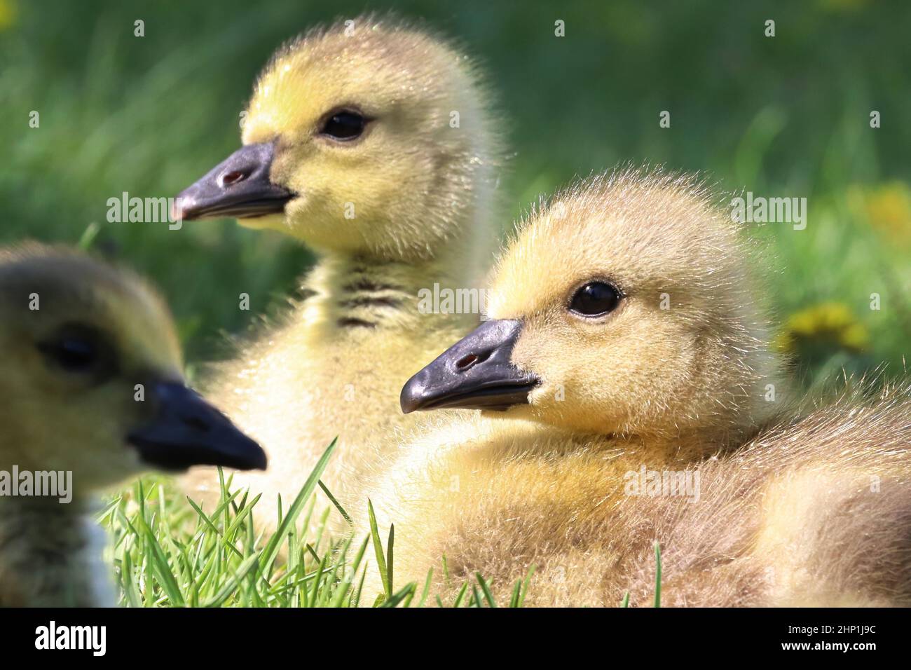 Macro of heads on Canada Geese Goslings. Stock Photo