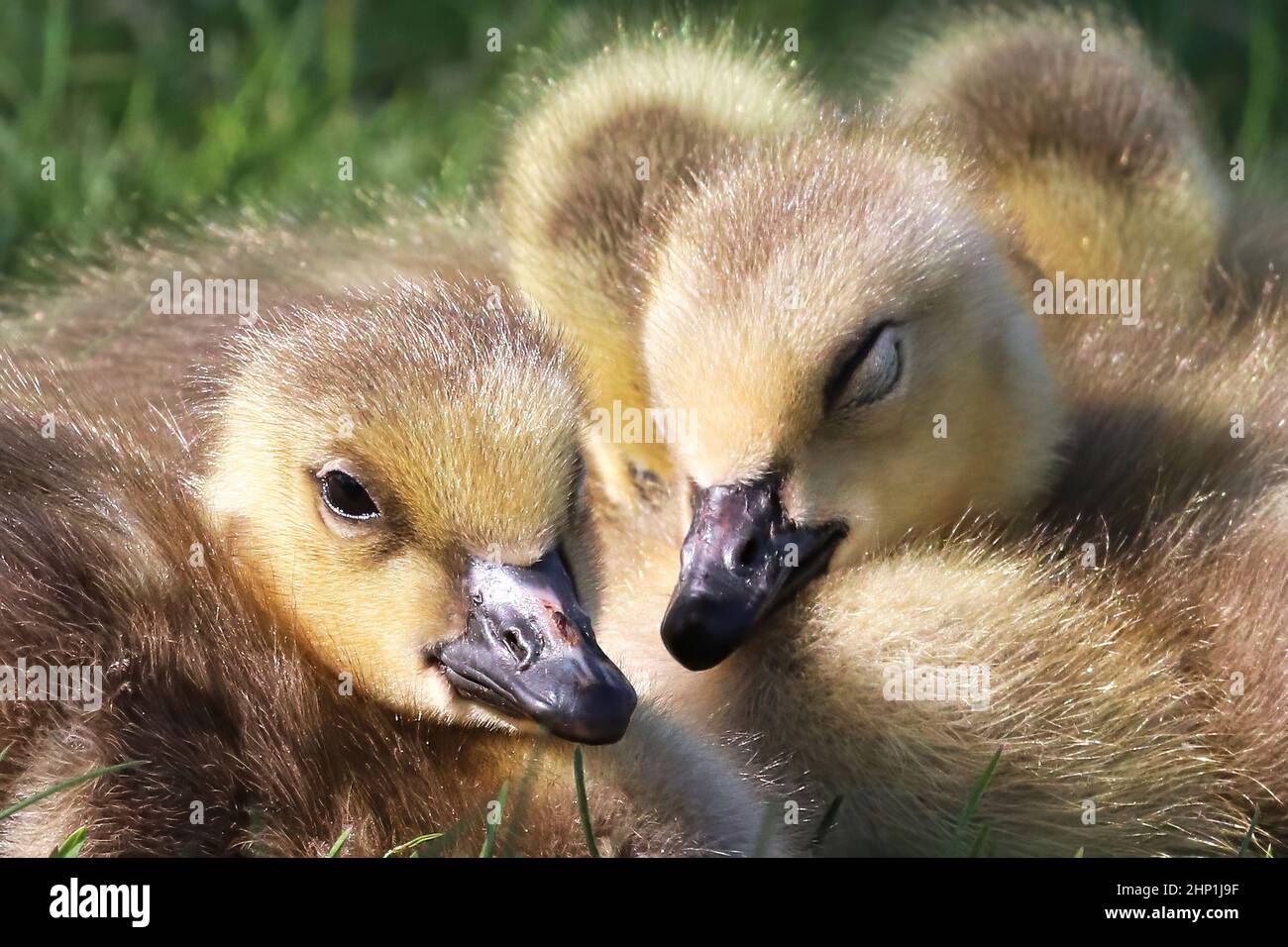 Closeup of a creche of Canada Geese Goslings. Stock Photo