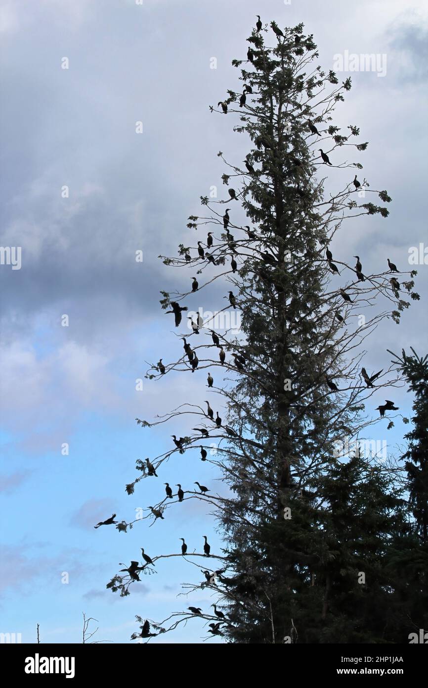 A tall spruce tree with many Cormorant birds roosting Stock Photo Alamy