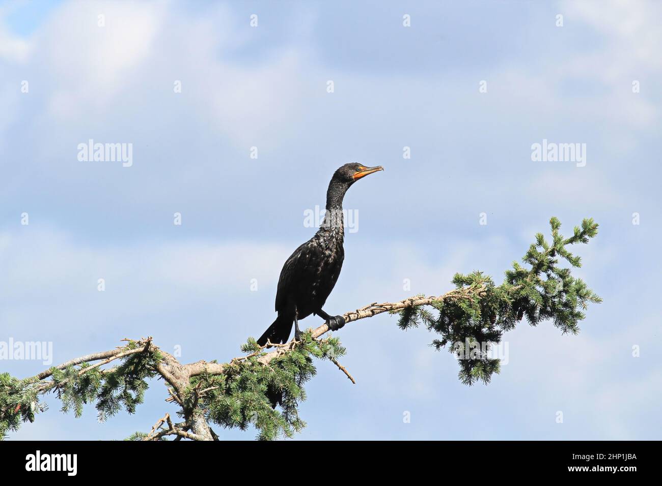 Side view of a Cormorant on a spruce tree branch Stock Photo - Alamy