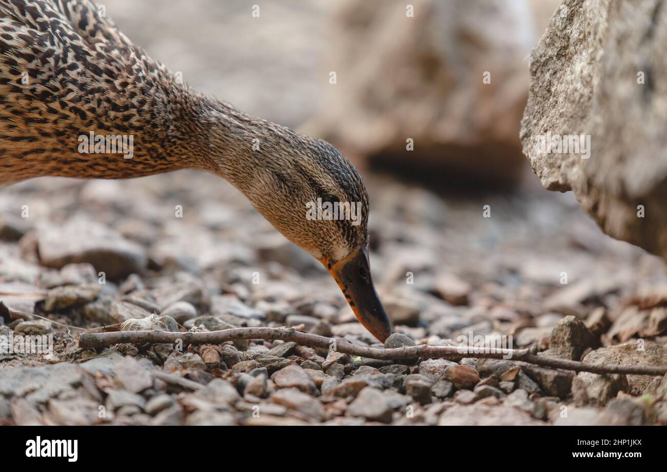 Portrait of a female mallard duck looking for food. Anas platyrhynchos. Stock Photo