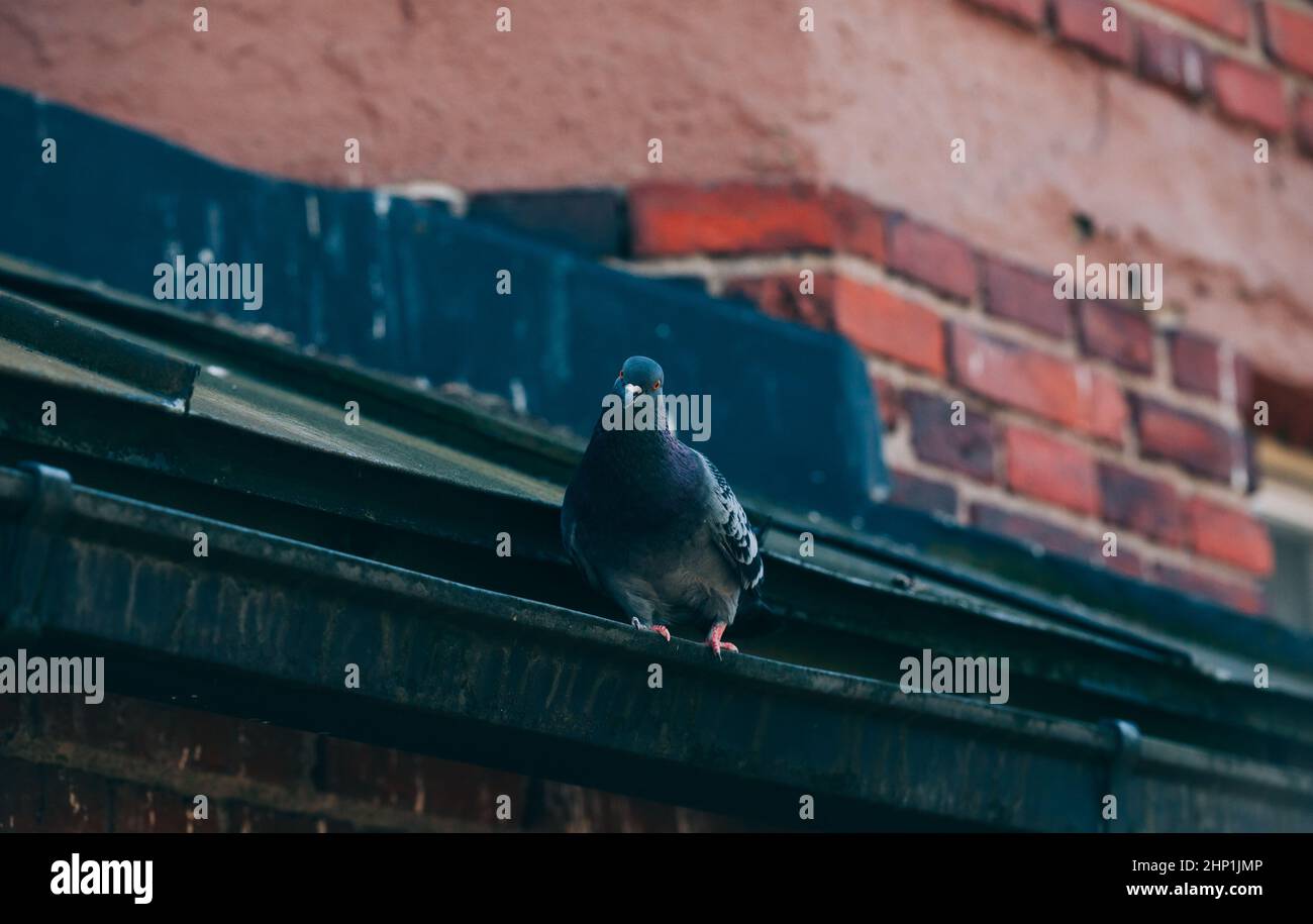 Pigeon sitting on a rain gutter. Old brick wall in the background. Columba livia domestica. Stock Photo