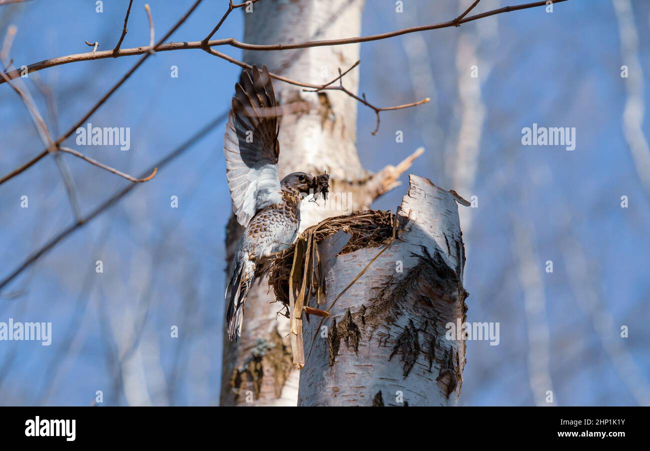 Bird building a nest on a dead tree. Fieldfare, Turdus pilaris. Stock Photo