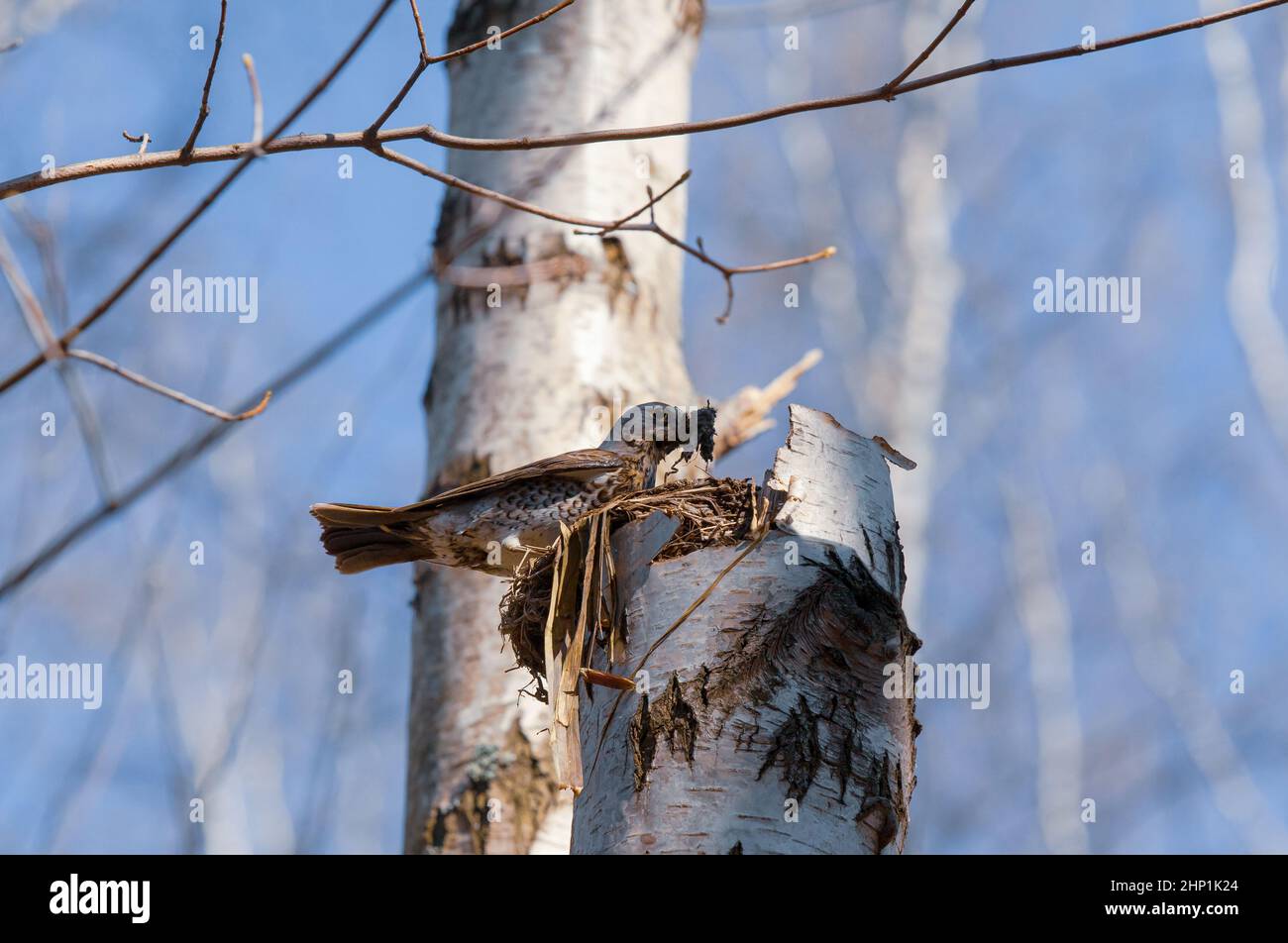Bird building a nest on a dead tree. Fieldfare, Turdus pilaris. Stock Photo