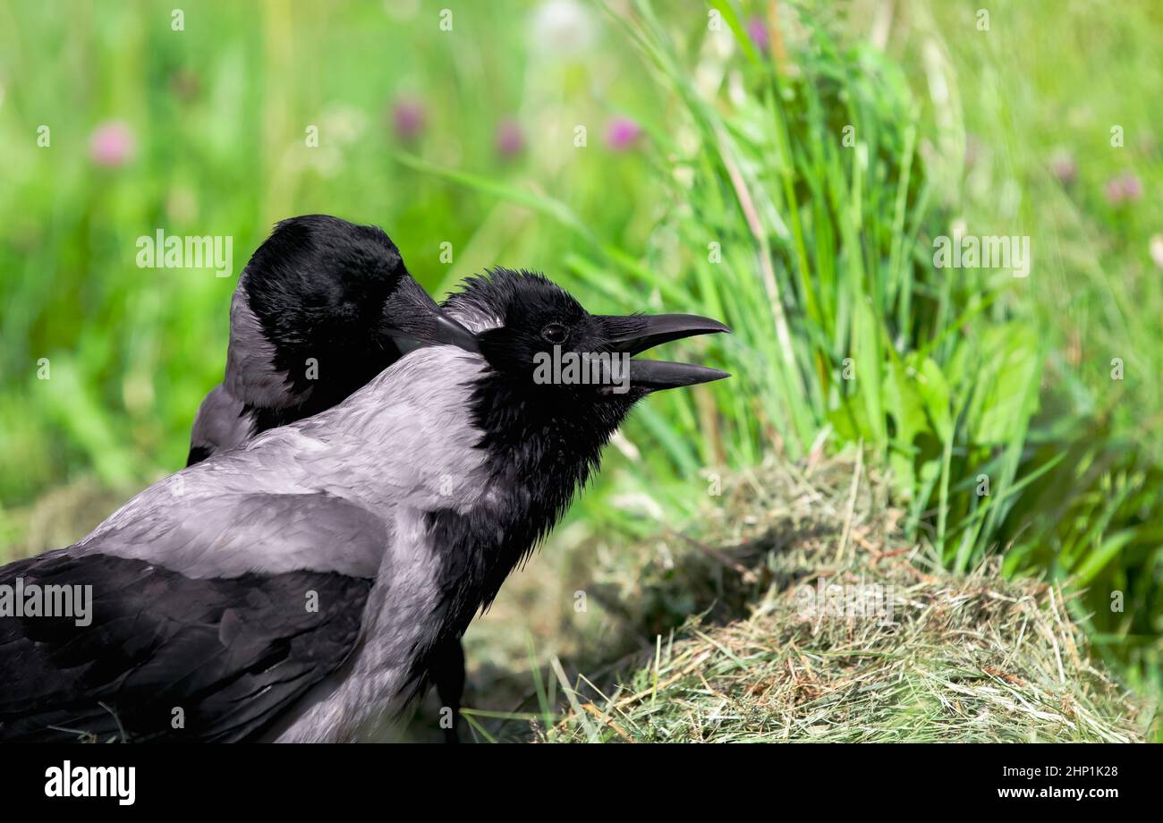 Hooded crow grooming another crow in summer. Green grass and flowers in the background. Corvus corone cornix. Stock Photo