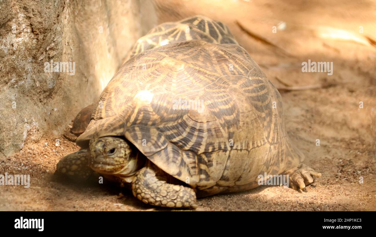 The star tortoise is on the ground. On blurred backgrounds Stock Photo