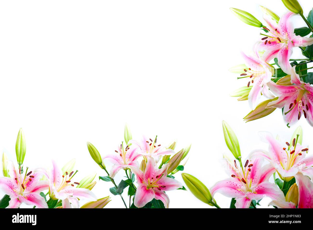Lily flowers composition frame hi-res stock photography and images - Alamy