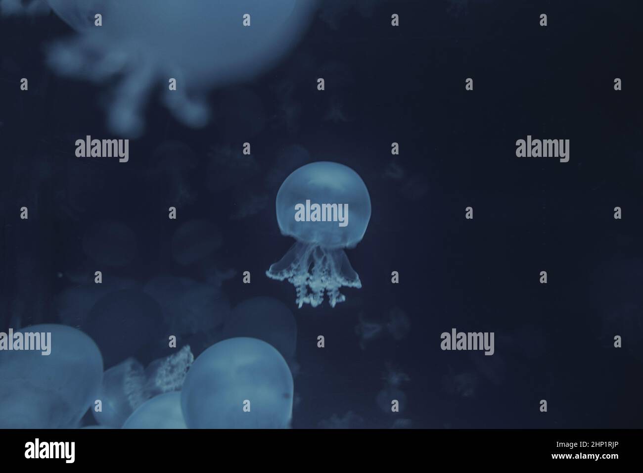 Jellyfish floating in the ocean. Macro view Stock Photo - Alamy