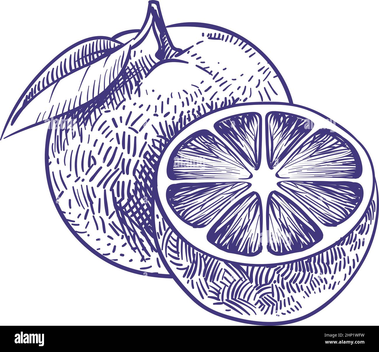 Orange citrus sliced fruit drawing free image download