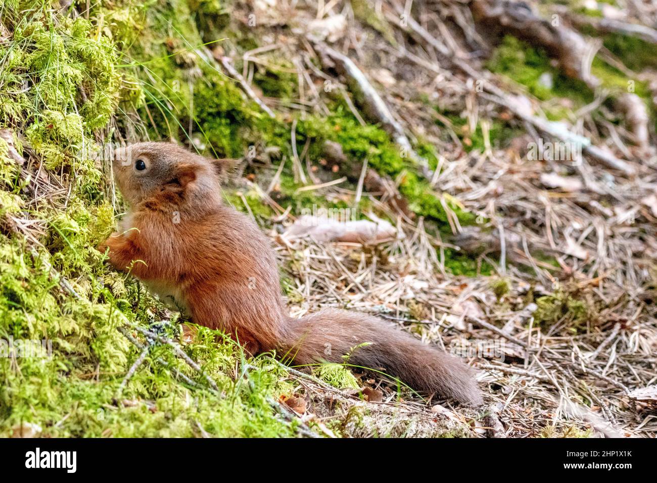 Young Red Squirrel Stock Photo