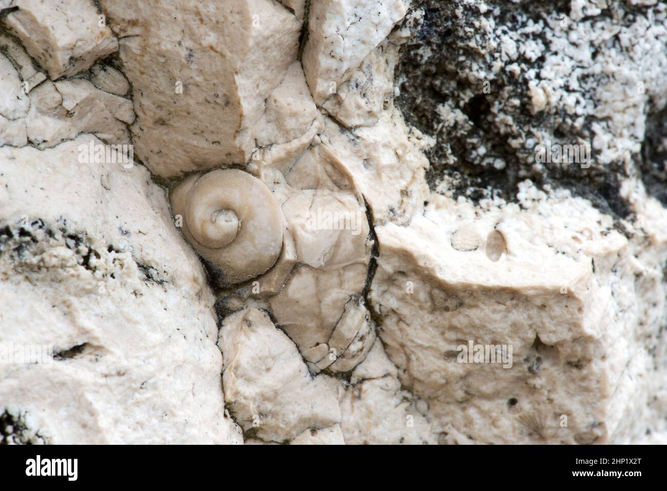 Fossil ammonites and  shells  in a natural limestone slab - selective focus Stock Photo