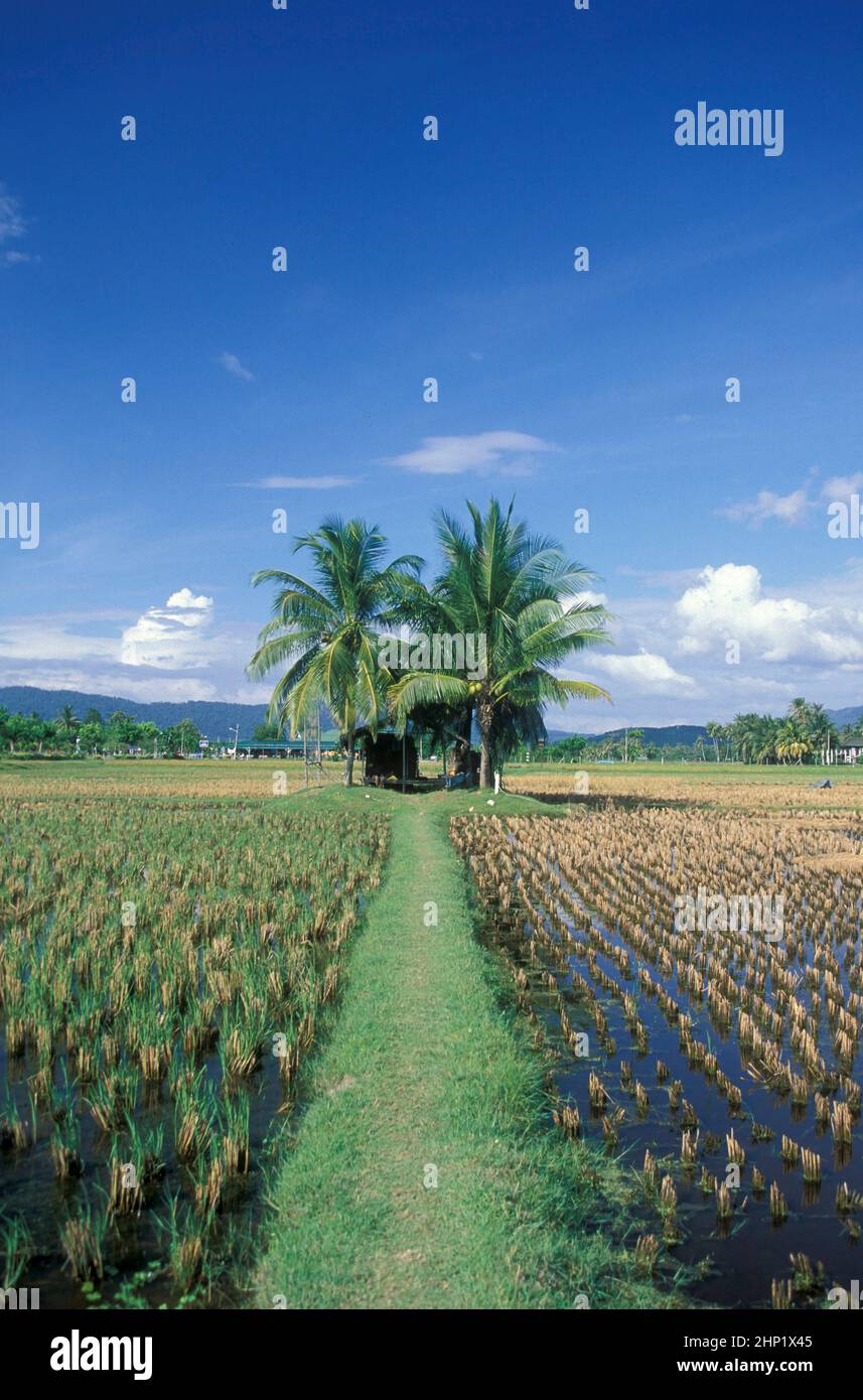 A rice field at the Laman Padi Langkawi Museum at the Town of Kampung Lubok Buaya and Pantai Cenang Beach on the Island of Langkawi in Malaysia.  Mala Stock Photo