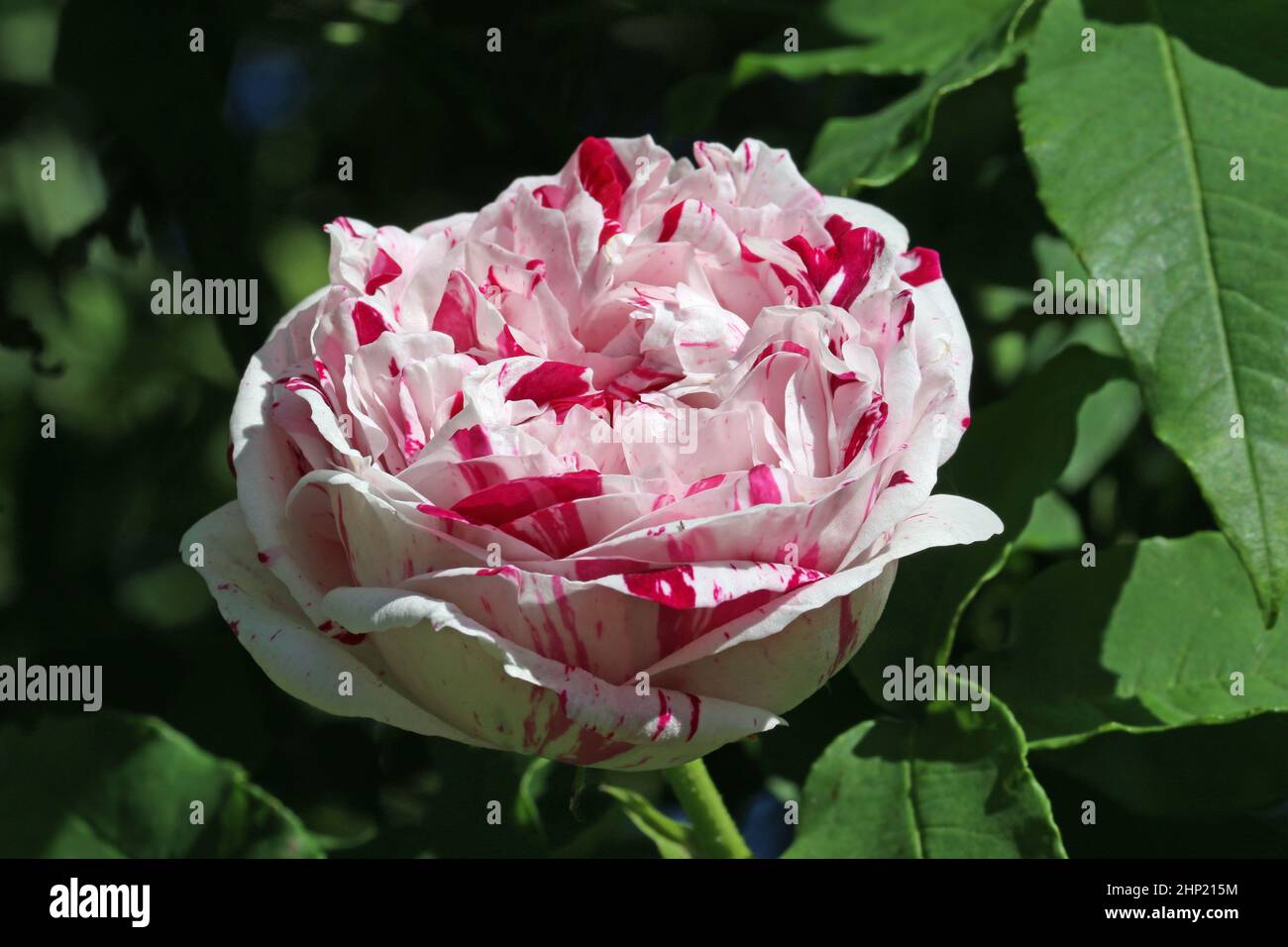 Pink rose flower with deep pink streaks, Rosa species of unknown ...