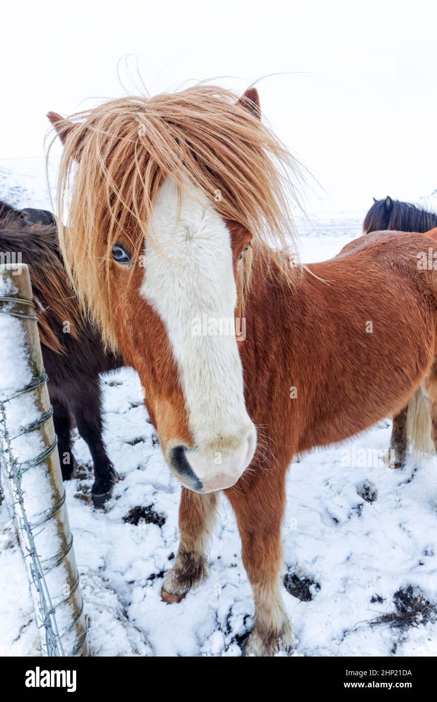 Icelandic horse, a small, sometimes pony sized breed of horse. Developed from ponies taken to Iceland by Norse settlers in the 9th and 10th centuries, Stock Photo