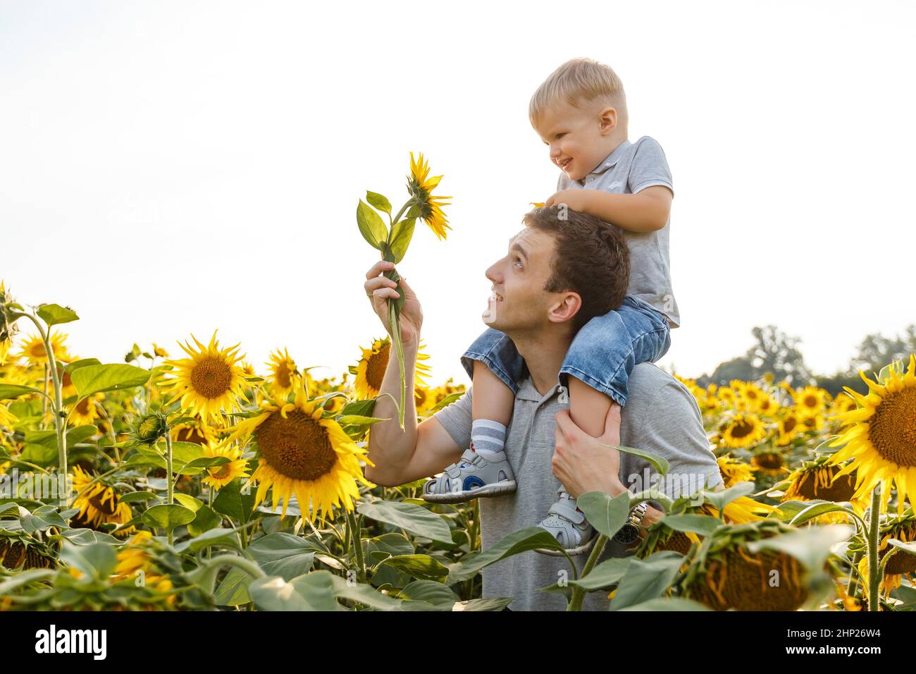 Father and son having fun in field of sunflowers. Little boy sitting on his dad shoulders and smiling. Summer outdoors lifestyle, family leisure, pare Stock Photo