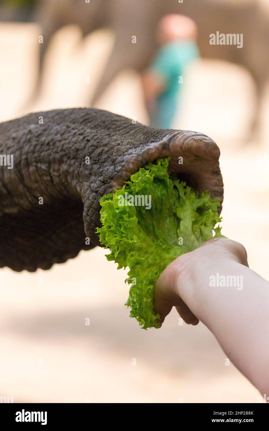 Feeding an asian elephant Stock Photo