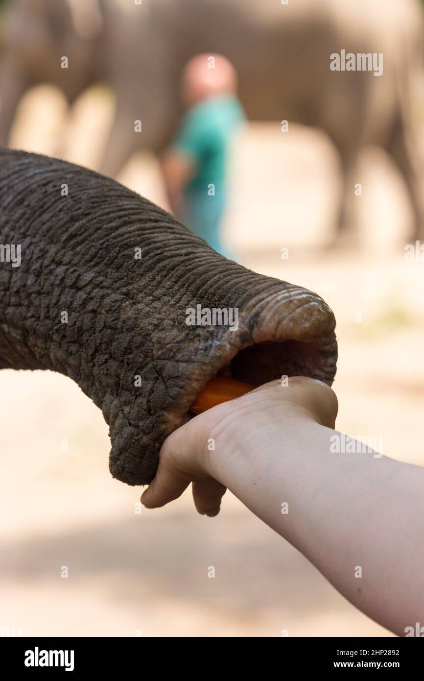 Feeding an asian elephant Stock Photo