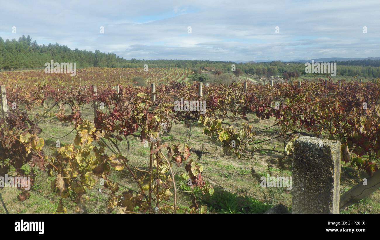a vineyard and the growing of wine in agriculture in Portugal Stock Photo