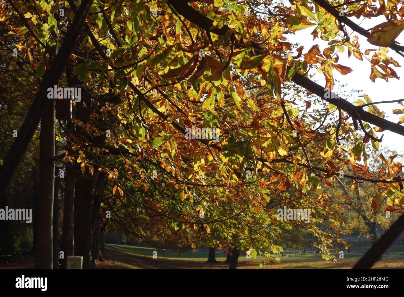 autumn weather and autumnal landscape with tree and discolored leaves Stock Photo