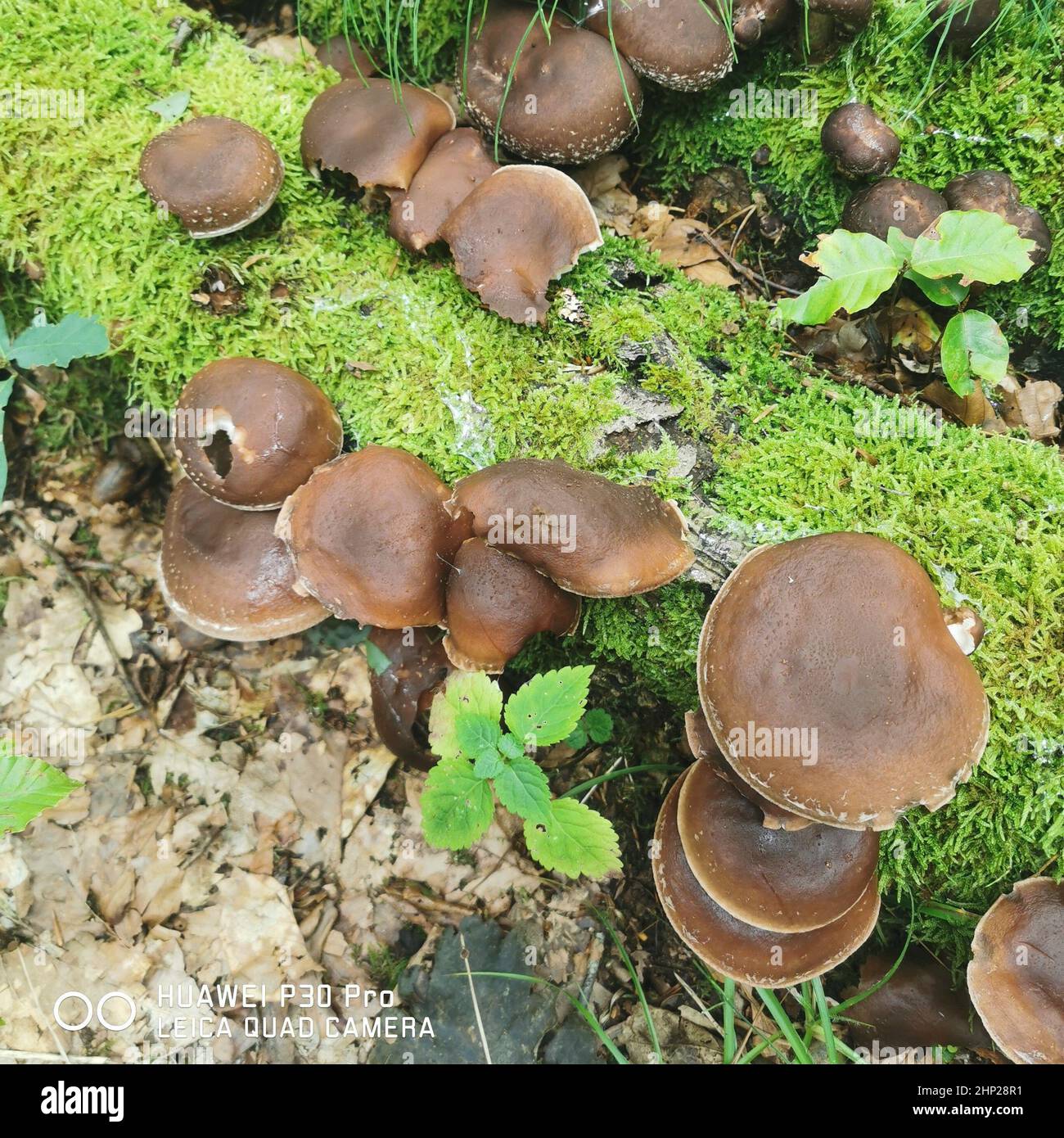 mushroom farming in agriculture, the cultivation of mushrooms and fungi Stock Photo