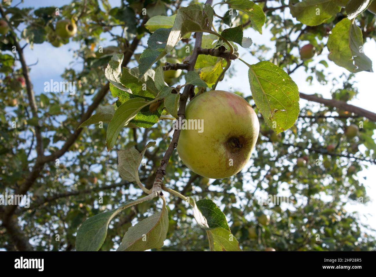 apple tree with fresh fruits hanging, healthy and natural food Stock Photo