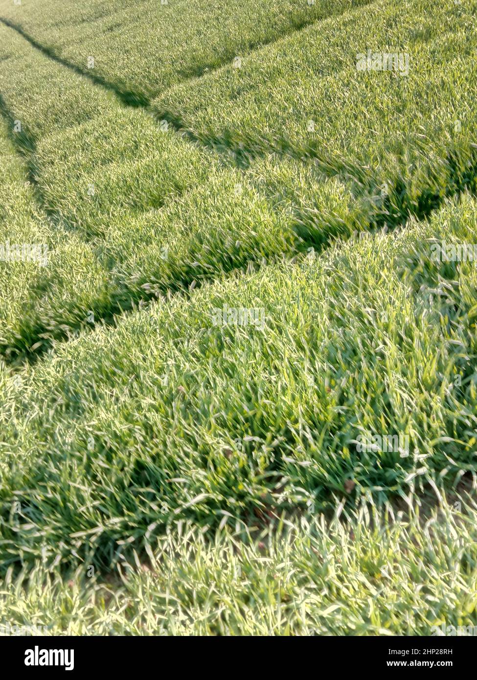 green meadow landscape and land cultivation on a summer day Stock Photo
