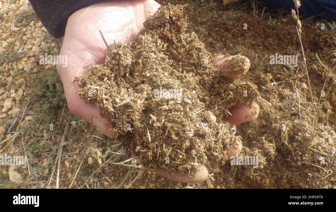 holding soil and humus in hand on a field in agriculture Stock Photo