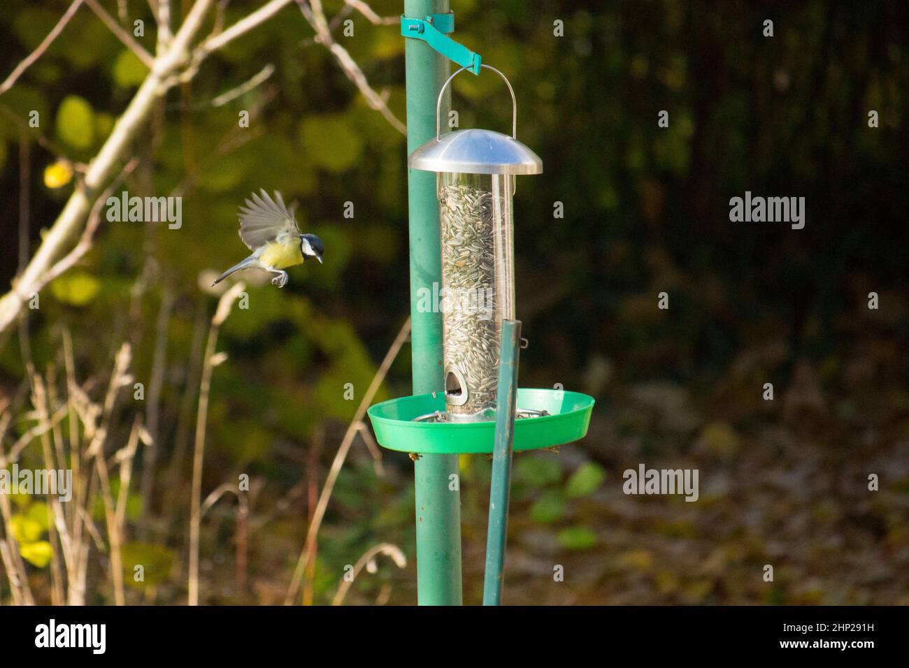 great titmouse feeding from a bird feeder Stock Photo Alamy
