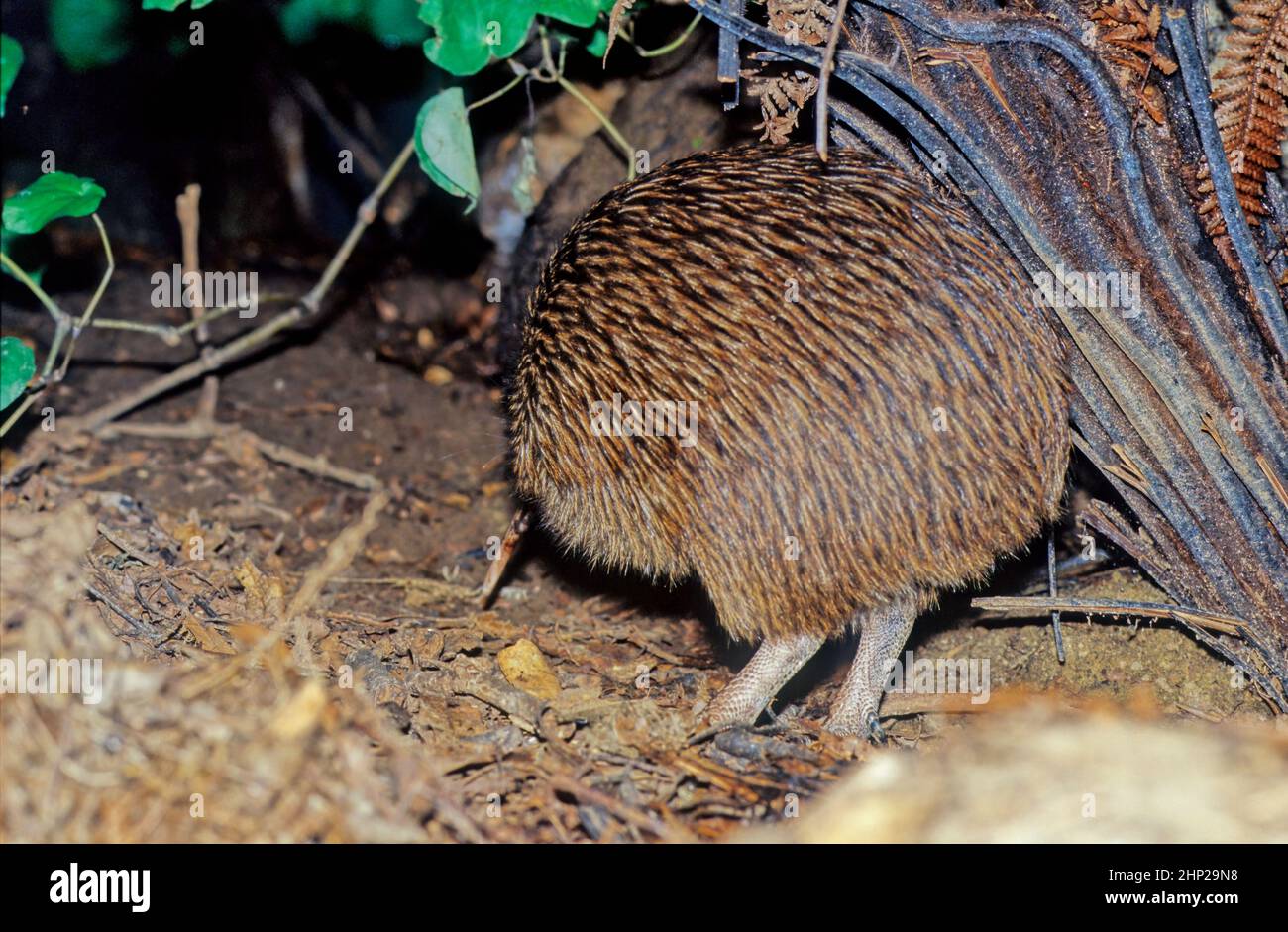 Kiwi, are flightless birds endemic to New Zealand of the genus Apteryx ...