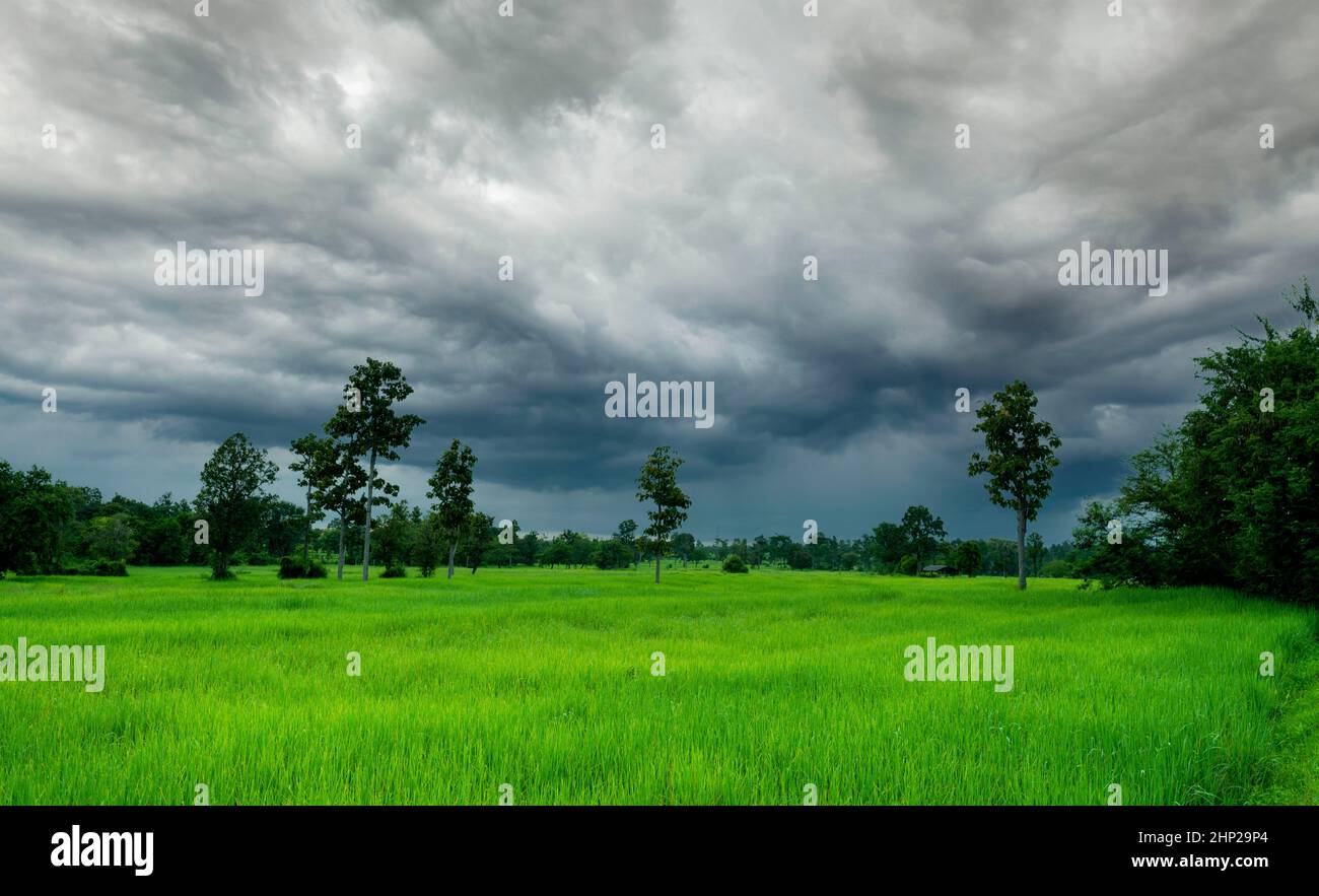 Stromy Rice Field Landscape of agricultural farm with stormy sky. Green rice field. Rice ...