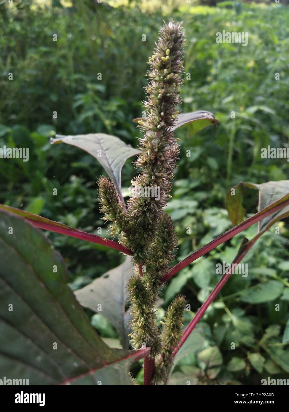 Wild Edible Amaranth crop Pigweed plant in field. Smooth pigweed. Stock Photo