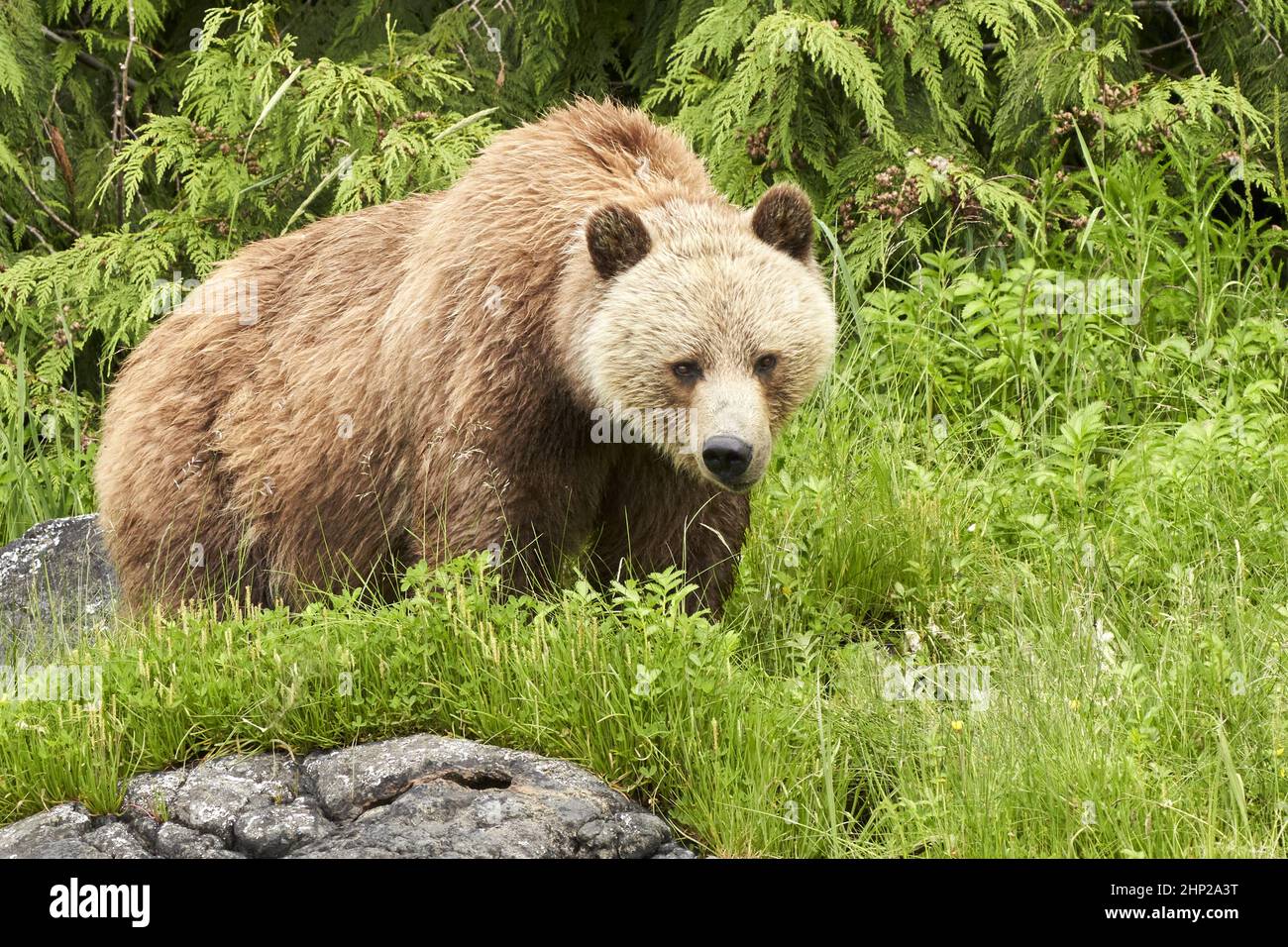 Young grizzly bear in the grass.  Springtime. Stock Photo