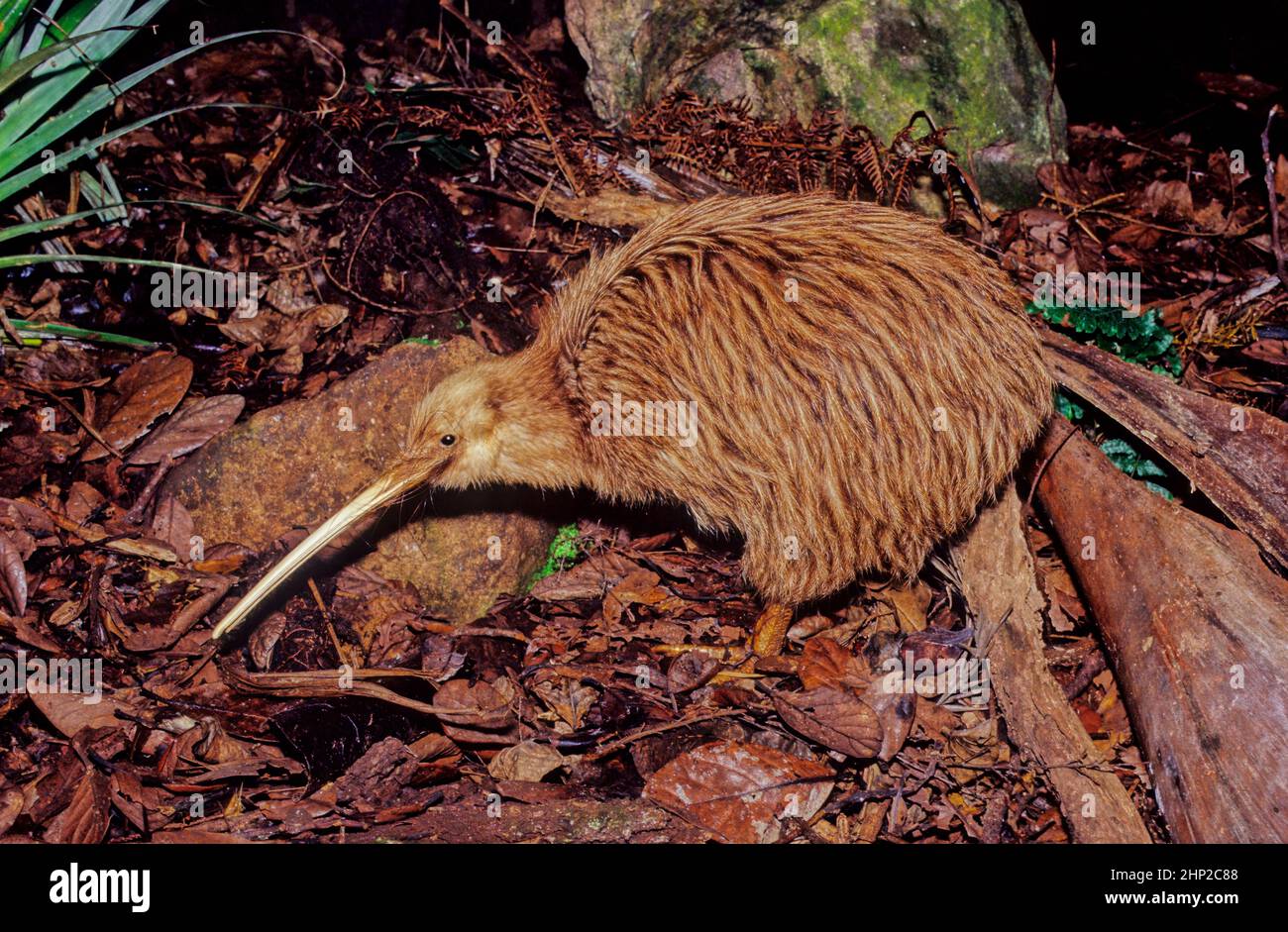 Kiwi, are flightless birds endemic to New Zealand of the genus Apteryx and family Apterygidae Stock Photo