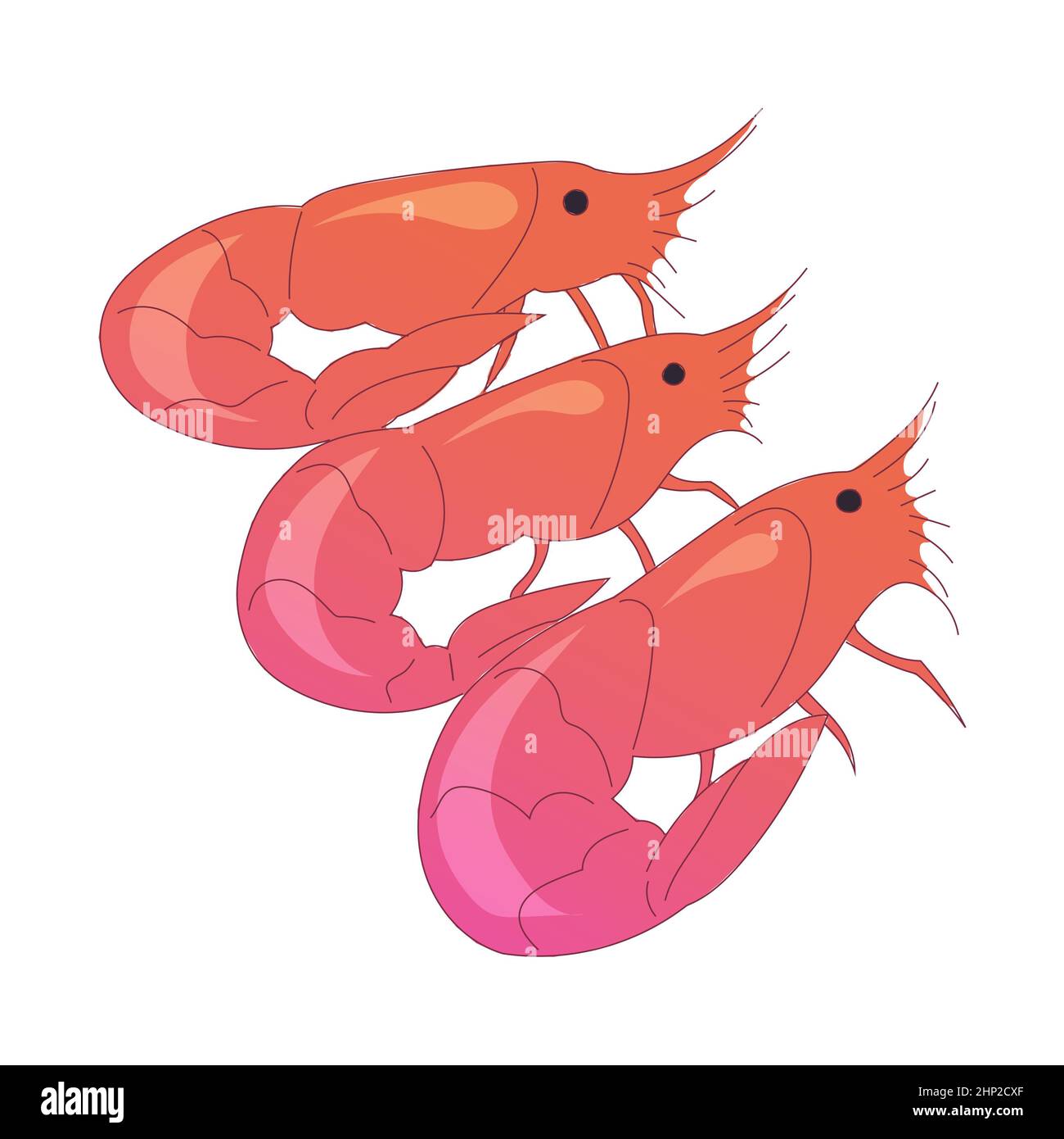 Realistic fresh shrimp on white background - Vector illustration Stock ...