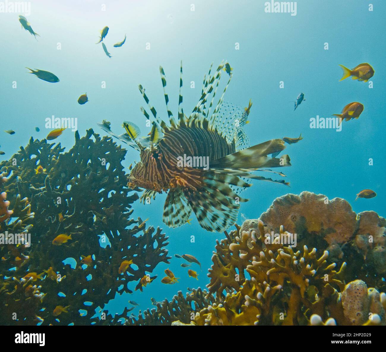 Red sea lionfish swimming over fire coral on tropical reef with sun in background Stock Photo
