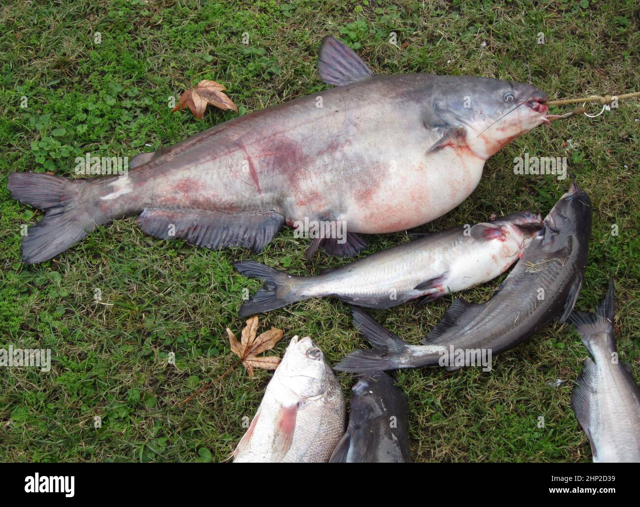 Fresh Caught Fish With Giant Catfish located in East Texas Stock Photo