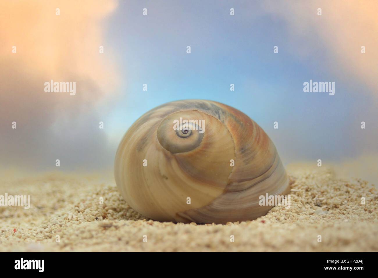 Sea Shell on Sandy Beach With Blue Sky Background Stock Photo - Alamy