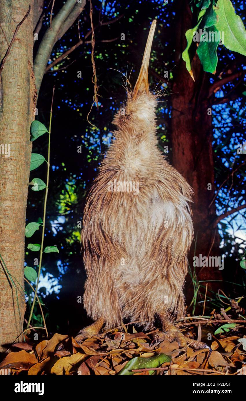 Kiwi, are flightless birds endemic to New Zealand of the genus Apteryx and family Apterygidae Stock Photo